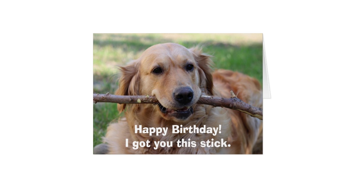 Funny Golden Retriever Dog Humour Happy Birthday Zazzle Com Au