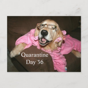 Funny Golden Retriever in Robe Quarantine Joke Postcard
