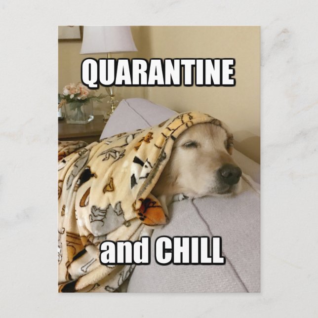 Funny Golden Retriever Quarantine and Chill Joke Postcard (Front)