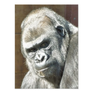 FUNNY GORILLA PHOTO PRINT