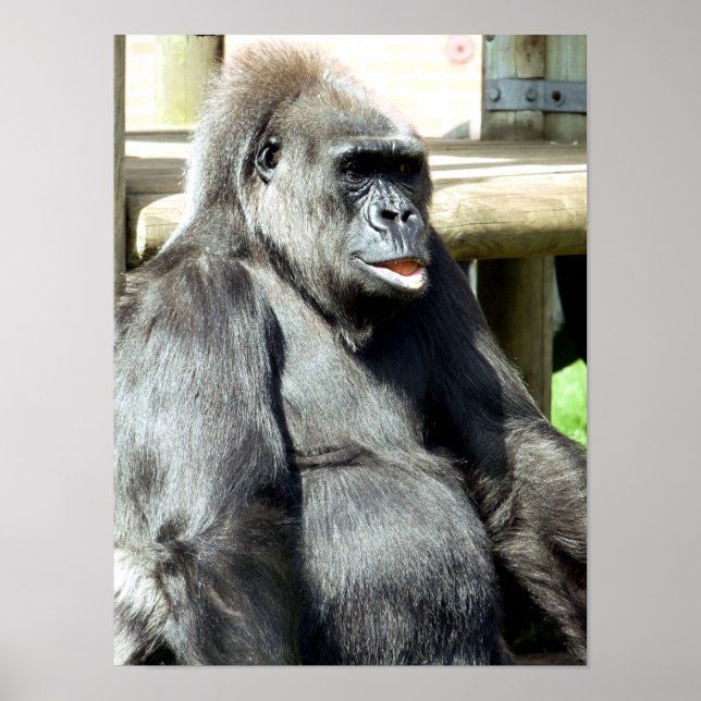 FUNNY GORILLA POSTER (Front)