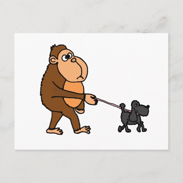 Funny Gorilla Walking Black Poodle Dog Postcard (Front)