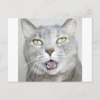 funny grey cat fluffy hilarious open mouth meow postcard
