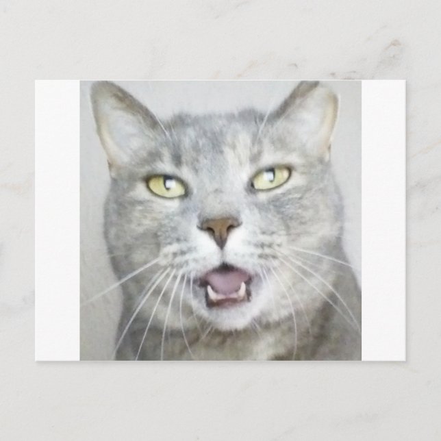 funny grey cat fluffy hilarious open mouth meow postcard (Front)