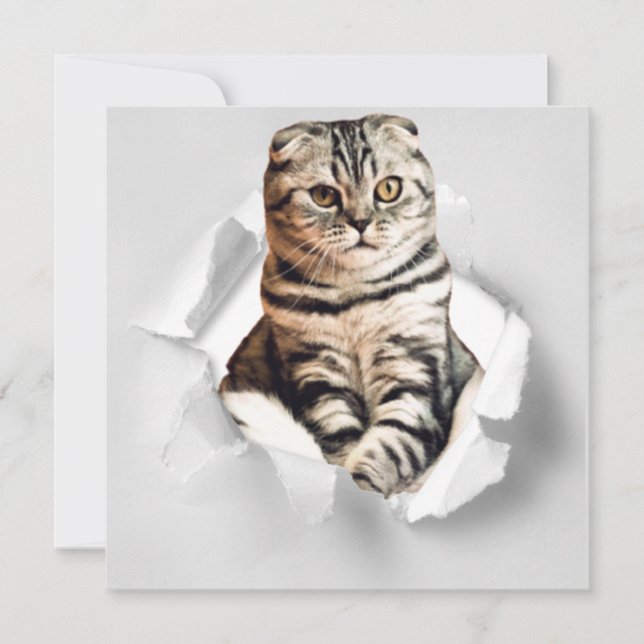 Funny Grey Cat Popping thru Torn Paper Illusion  (Front)