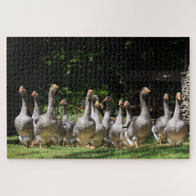 Funny grey geese in the Dordogne, France Jigsaw Puzzle (Horizontal)