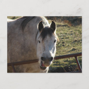 Funny Grey Mare Postcard