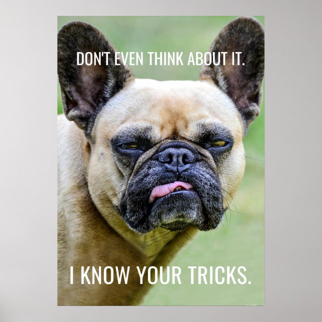 Funny Grumpy French Bulldog I Know Your Tricks Poster (Front)