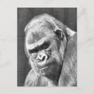 FUNNY GRUMPY GORILLA POSTCARD