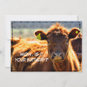 Funny Happy Birthday Country Mail Tales From Farm  Holiday Card