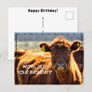 Funny Happy Birthday Country Mail Tales From Farm  Postcard