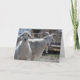 Funny Happy Birthday Goats Card