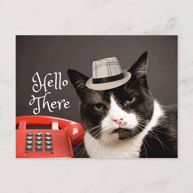 Funny Hello There Angry Black & White Cat  Postcard (Front)