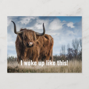 Funny Highland Cow Photo I Woke Up Like This Quote Postcard