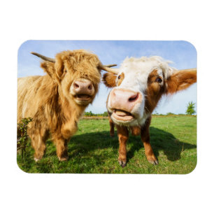 Funny Highland Cows Magnet