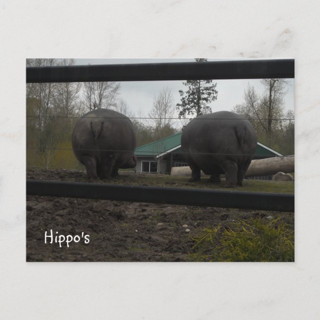 Funny Hippopotamuses Walking Away Postcard (Front)