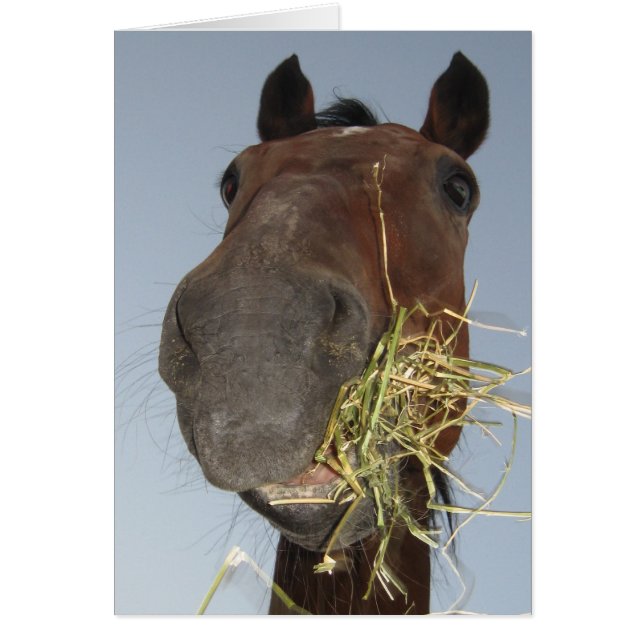 funny horse eating card (Front)