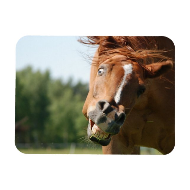 Funny Horse Face with Curled Lips, Crazy Eye Magnet (Horizontal)