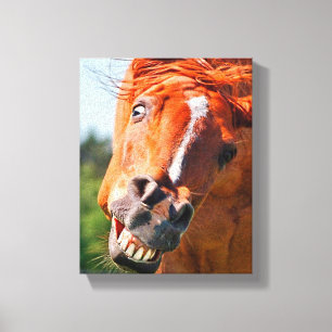 Funny Horse Laughing Photograph Canvas Print