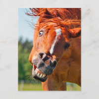 Funny Horse Laughing Photograph