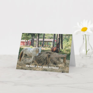 Funny Horse Lover Birthday Card