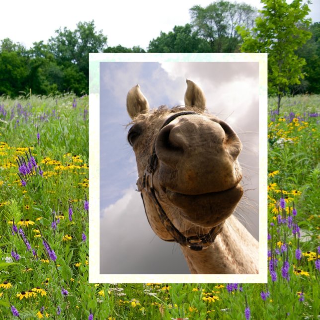 Funny Horse Nose Closeup, Horse Hello Postcard (Creator Uploaded)