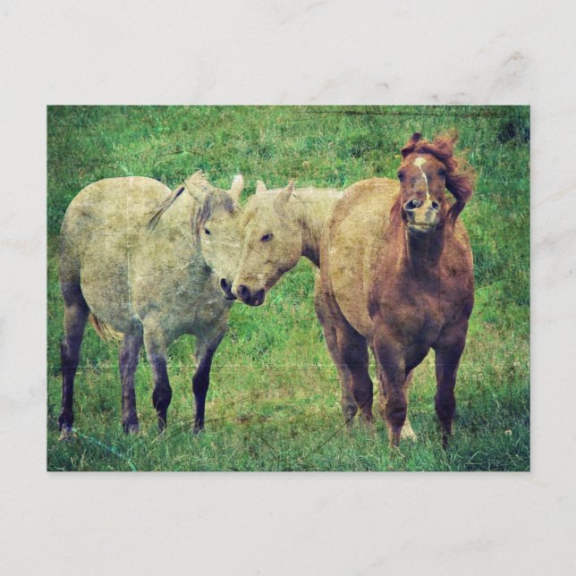 Funny Horses Postcard (Front)