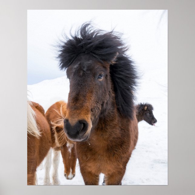 Funny Icelandic Horse Portrait Poster (Front)