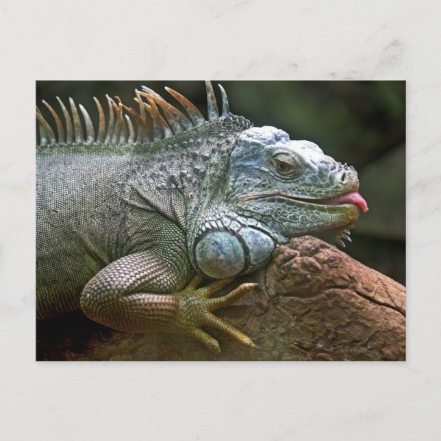 Funny Iguana Postcard (Front)