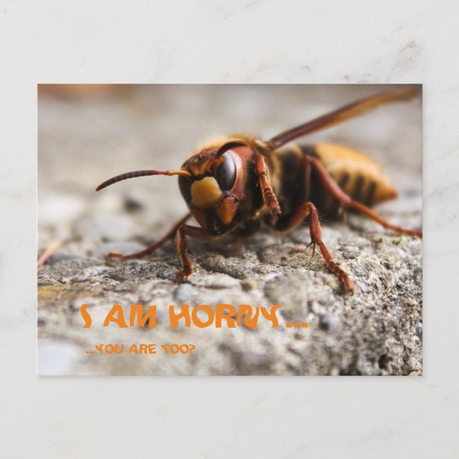 Funny insect hornet slogan postcard (Front)