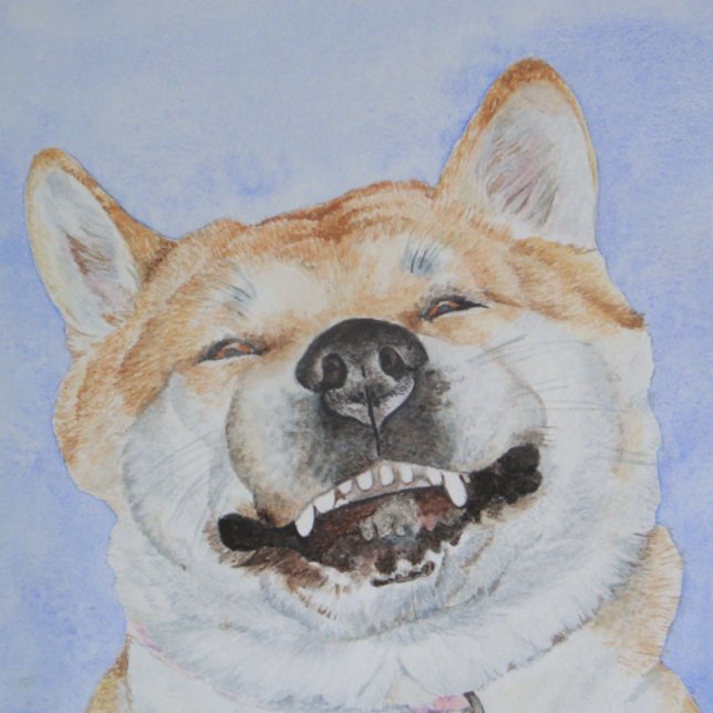funny japanese akita cute smiling dog love (Creator Uploaded)