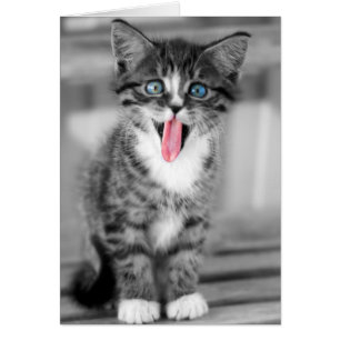 Funny Kitten