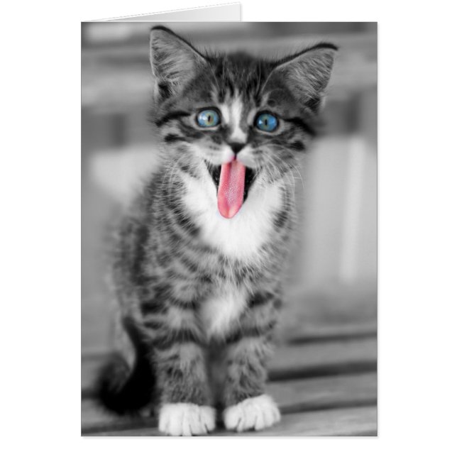Funny Kitten (Front)