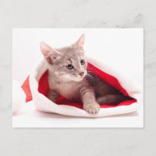 Funny kitten a cap of Santa Claus Holiday Postcard