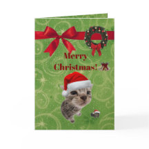 funny kitten Christmas card