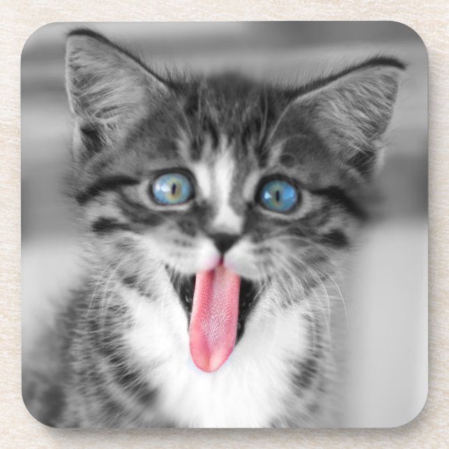 Funny Kitten Coaster (Front)