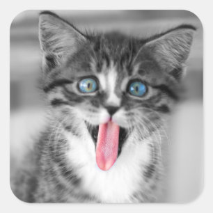Funny Kitten Square Sticker