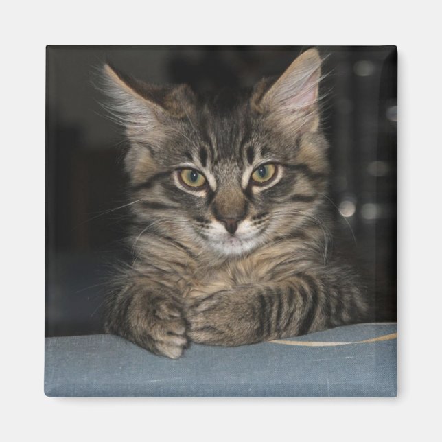 Funny Kitty's "Oh Really?" Magnet (Front)