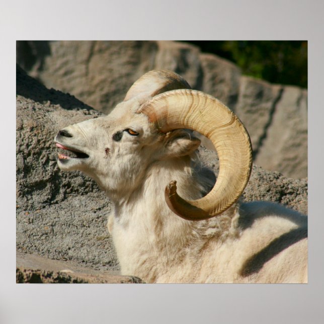 Funny Laughing Bighorn Sheep or Ram Poster (Front)