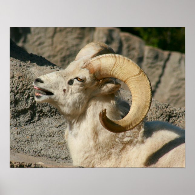 Funny Laughing Bighorn Sheep or Ram Poster (Front)