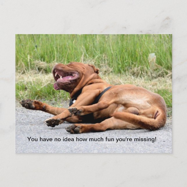 Funny Laughing Dog Postcard (Front)