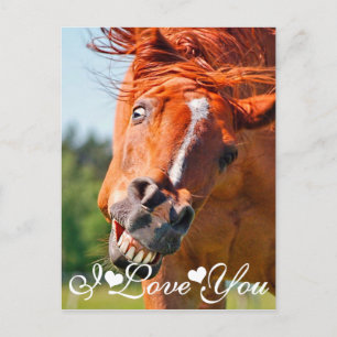 Funny Laughing Horse I Love You Postcard