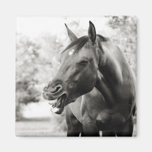 Funny Laughing Horse Magnet