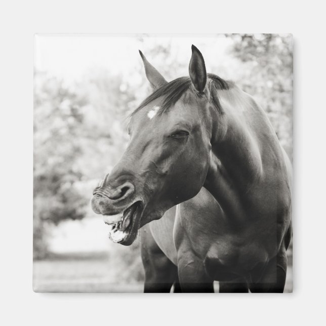 Funny Laughing Horse Magnet (Front)