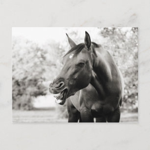 Funny Laughing Horse Postcard