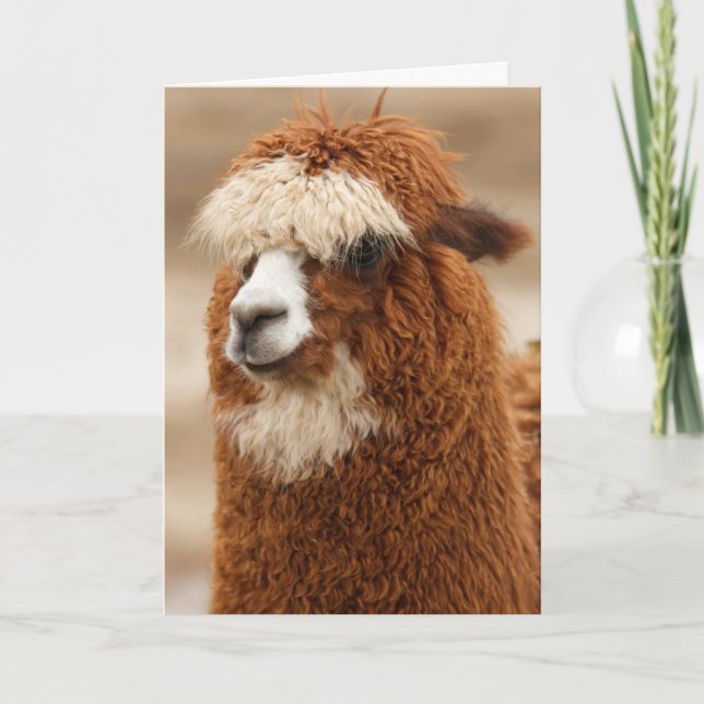 Funny Llama Birthday Card (Front)