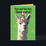 Funny Llama With Party Hat– Llamanated Birthday Card<br><div class="desc">Cute llama wearing a party hat against a festive birthday background. The card says,  "Your card has been llamanated. Get it? The inside says,  "If you spill your drinks or drop food on it...  no probllama! Happy Birthday!" More play on the word llama. For all you llama lovers!</div>