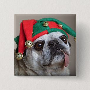Funny looking pug with tongue hanging out 15 cm square badge