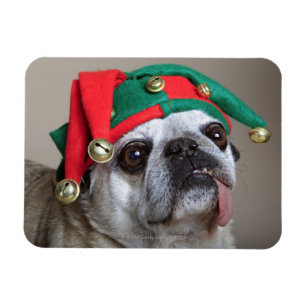 Funny looking pug with tongue hanging out magnet