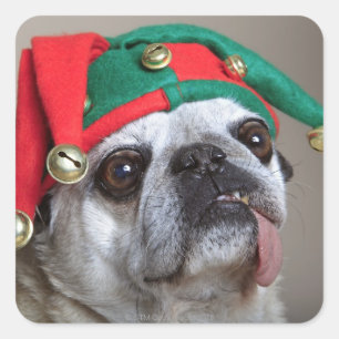 Funny looking pug with tongue hanging out square sticker